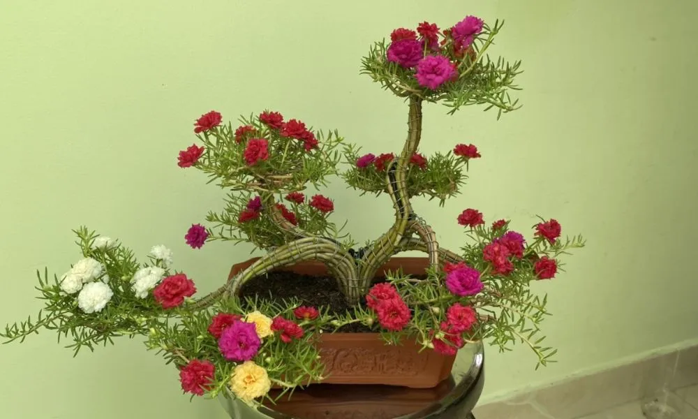 Hoa mười giờ nở rộ rực rỡ, kết quả của quá trình chăm sóc đúng kỹ thuật