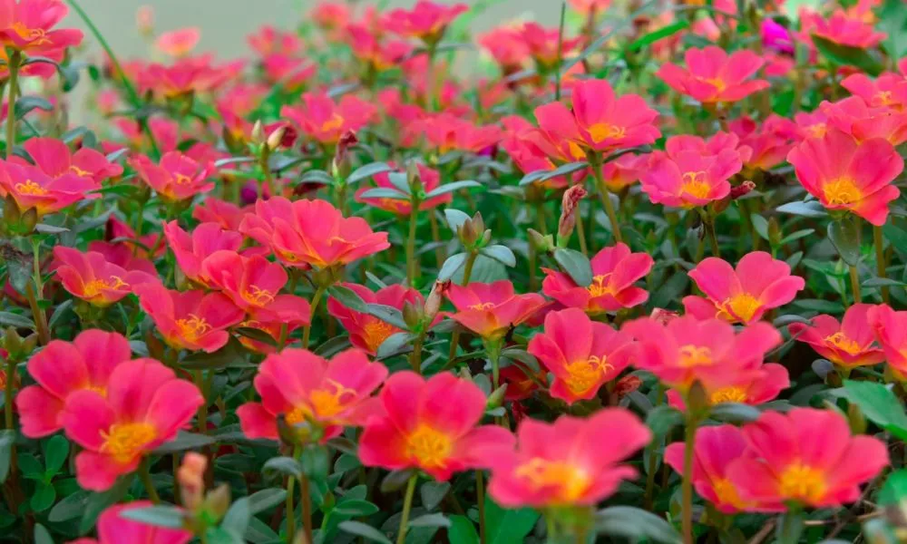 Hoa mười giờ nở rộ rực rỡ, sẵn sàng cho việc thu hoạch hạt giống