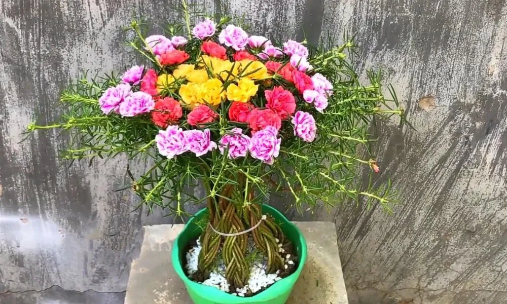 Hoa mười giờ nở rộ với nhiều màu sắc nổi bật