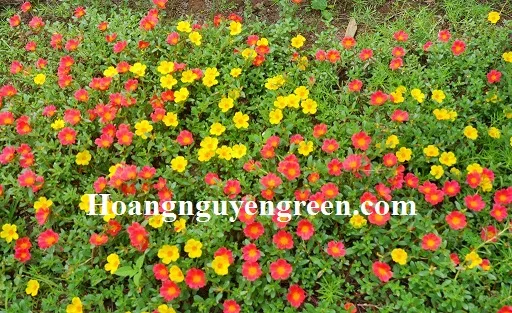 Hoa Mười Giờ Sam đang được bán để trồng tiểu cảnh công trình