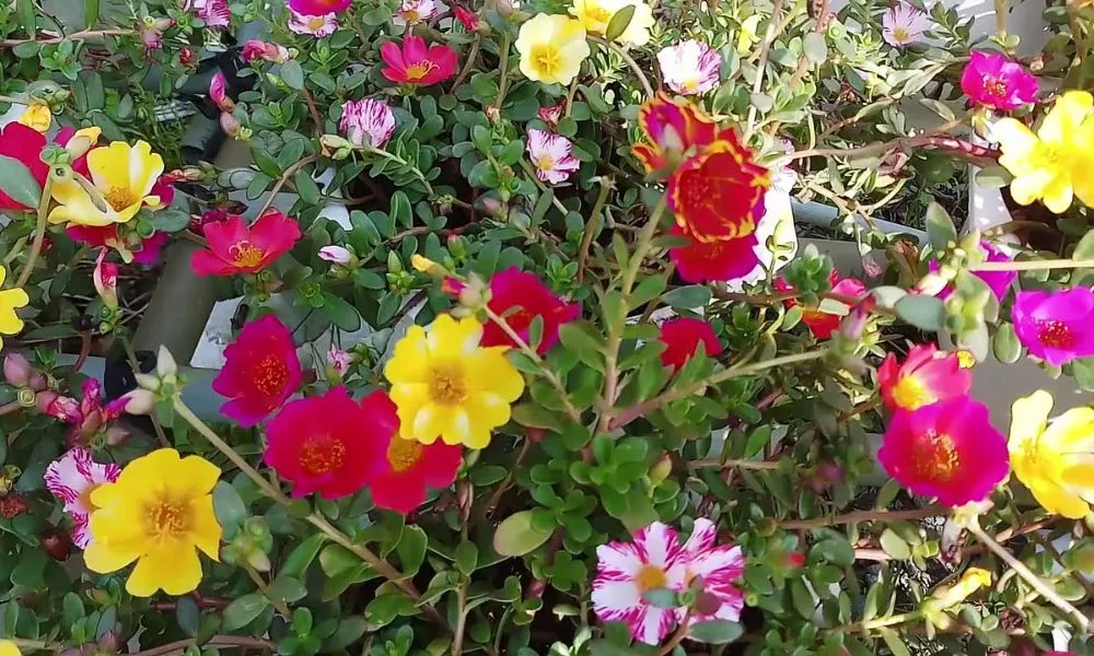 Hoa mười giờ sam với cánh hoa đa dạng