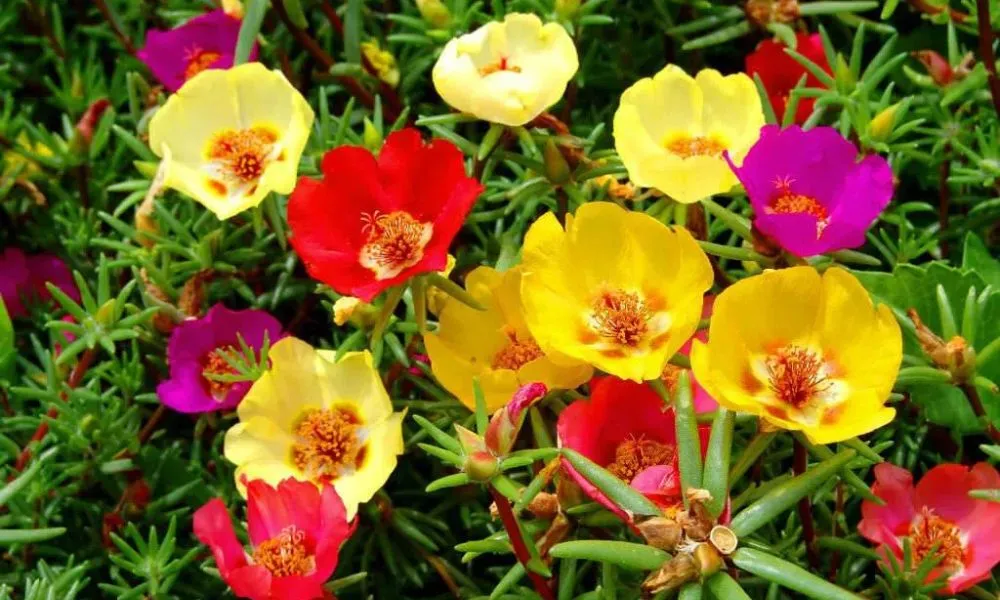 Hoa mười giờ Thái Lan cánh đơn, nhiều thùy thanh thoát