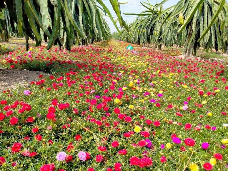 Cách Trồng Hoa Mười Giờ Đẹp Và Chăm Sóc Đúng Kỹ Thuật Cho Người Mới Bắt Đầu