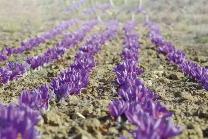 Hoa Nghệ Tây Trồng Việt Nam?