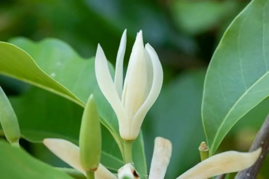 Hoa Ngọc Lan khi nở rất đẹp mắt và có hương thơm thoang thoảng khắp không gian