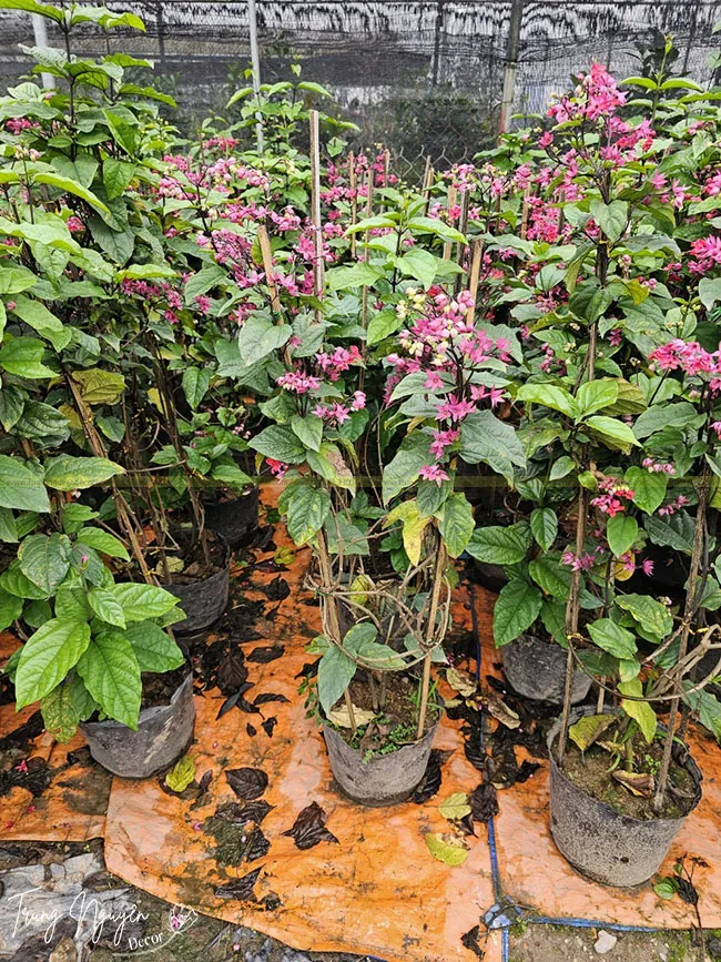 Hoa ngọc nữ leo ưa sáng nhưng không chịu được nắng quá gắt, cần chú ý lựa chọn nơi trồng cây