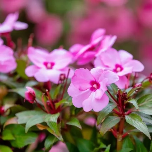 Hoa Ngoc Thao (3) - Các Chậu Hoa Ngọc Thảo Tươi Tắn Đã Ra Hoa Từ Phương Pháp Gieo Hạt Hoặc Giâm Cành