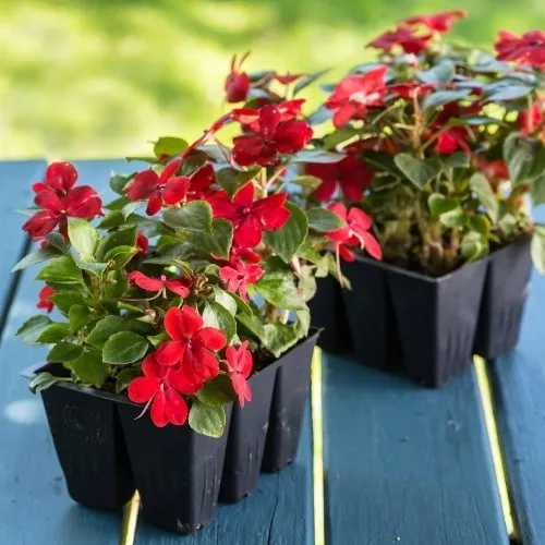 Hoa Ngoc Thao (4) - Chăm Sóc Đúng Cách Cho Hoa Ngọc Thảo Phát Triển Tốt Sau Khi Trồng