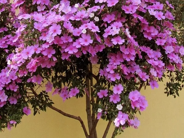 Hoa Nhài Nhật khi nở rộ sẽ có sự kết hợp của ba màu tím đậm, tím nhạt và trắng trên cùng một cây