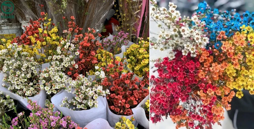hoa nhieu mau