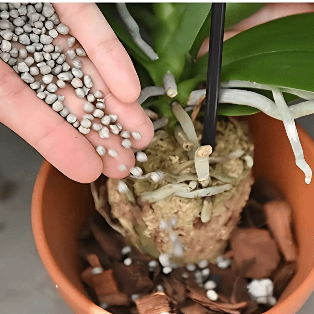 Hoa oải hương khô cần được xử lý cẩn thận, tránh làm rụng nụ và nên được đặt nơi khô ráo, thoáng mát