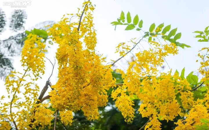 Hoa osaka hay còn gọi muồng hoàng yến rực rỡ dưới ánh nắng.