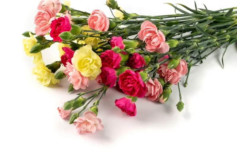 Hoa phăng vàng mang ý nghĩa may mắn