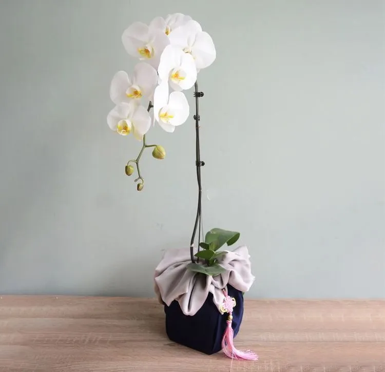 Hoa Phong Lan trắng tinh khôi là biểu tượng mạnh mẽ cho sự thịnh vượng và thành công trên con đường sự nghiệp