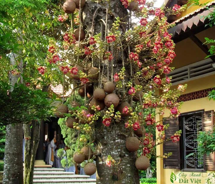 Hoa Sala và ý nghĩa tâm linh của cây Sala