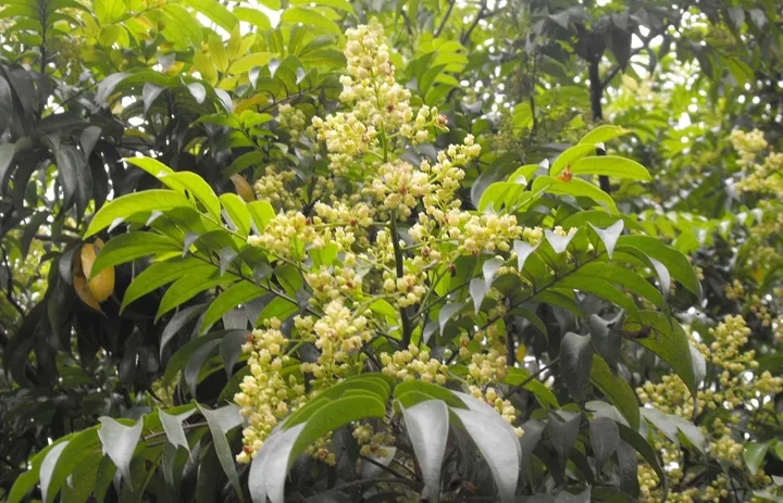 Hoa sấu nhỏ, màu trắng xanh, mọc thành cụm ở ngọn cành vào mùa hè.