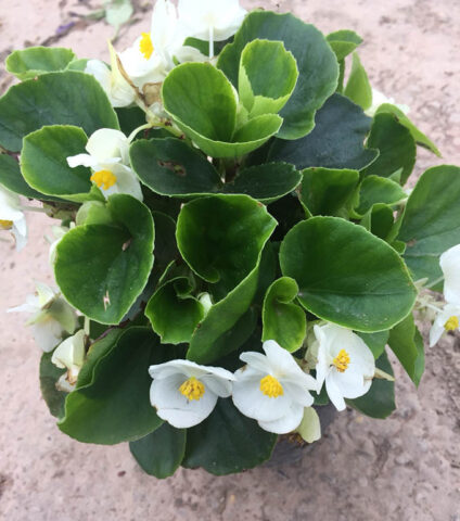 Cách Chăm Sóc Cây Sen Đất Ra Hoa Trắng Tinh Khiết Và Phát Triển Khỏe Mạnh