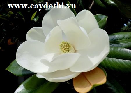 Cách Chăm Sóc Cây Sen Đất Ra Hoa Trắng Tinh Khiết Và Phát Triển Khỏe Mạnh