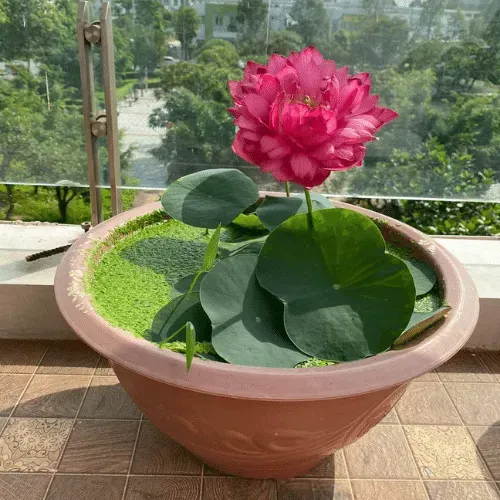 Hoa sen được trồng thành công trong chậu, tô điểm cho không gian sống theo cách trồng hoa sen đúng chuẩn