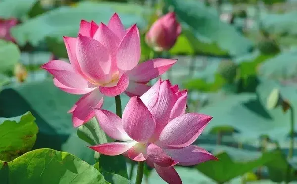 Hoa Sen Hồng Đang Nở Rộ Trên Mặt Hồ, Biểu Tượng Của Quốc Hoa Việt Nam