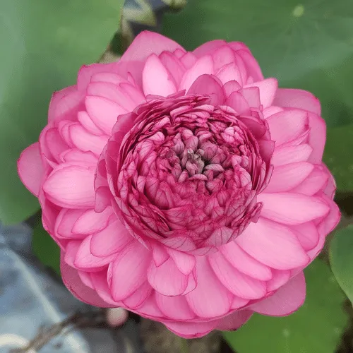 Hoa sen S1000 nhiều cánh đẹp mắt, một giống sen quý khi tìm hiểu cách trồng hoa sen