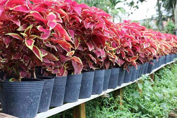 Hoa Sen Việt chuyên bán cây tía tô cảnh số lượng lớn, giá rẻ nhất thị trường.