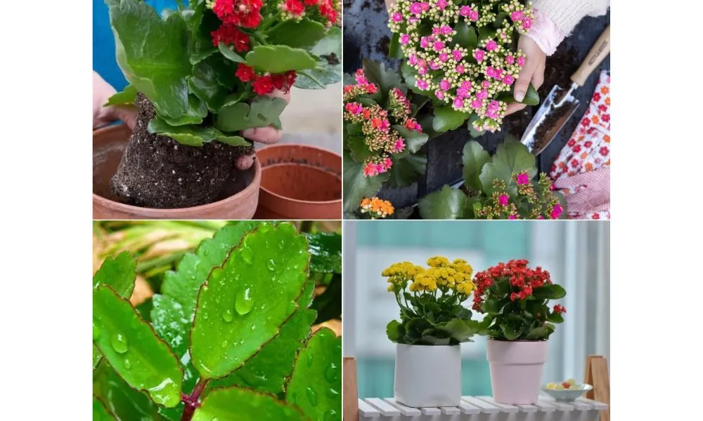 Hoa Sống Đời Mini Kép Đặt Bàn: Dễ thương và bền bỉ trong môi trường trong nhà.