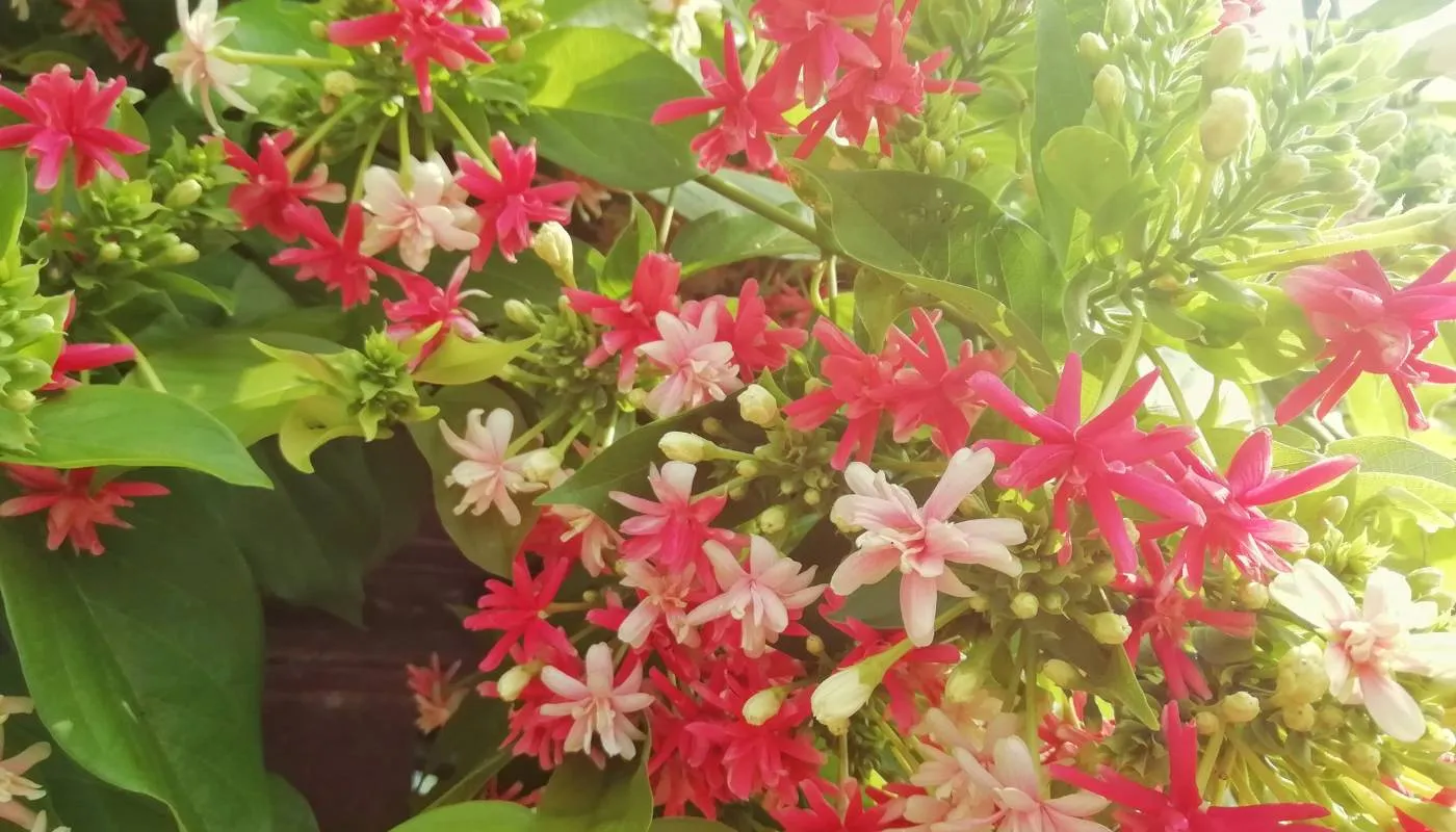 Hoa sử quân tử có hai dạng đơn và kép, hoa kép có nhiều lớp cánh