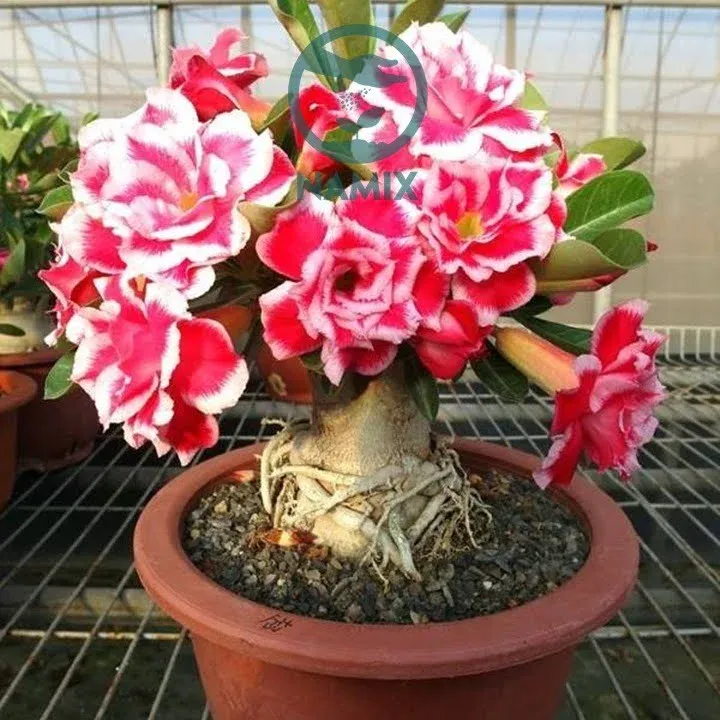 Hoa sứ thái đã nở rộ khoe sắc thắm trong chậu, biểu tượng cho sự may mắn