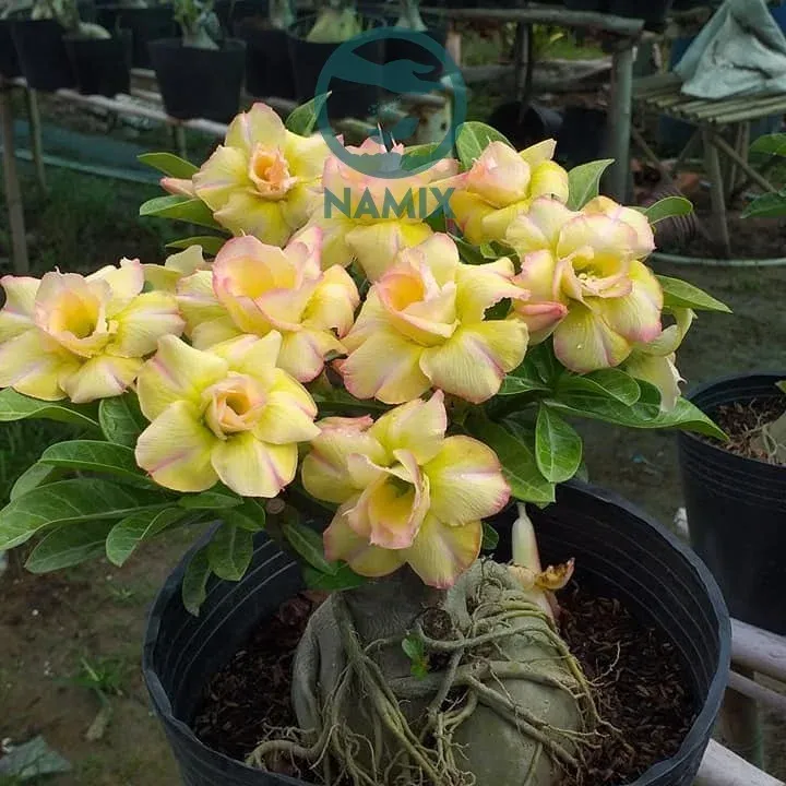 Hoa sứ thái trồng trong chậu với đủ màu sắc rực rỡ