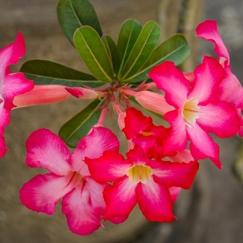 Cách Chăm Sóc Cây Sứ Thái Lan: Kỹ Thuật Trồng Và Kích Hoa Rực Rỡ