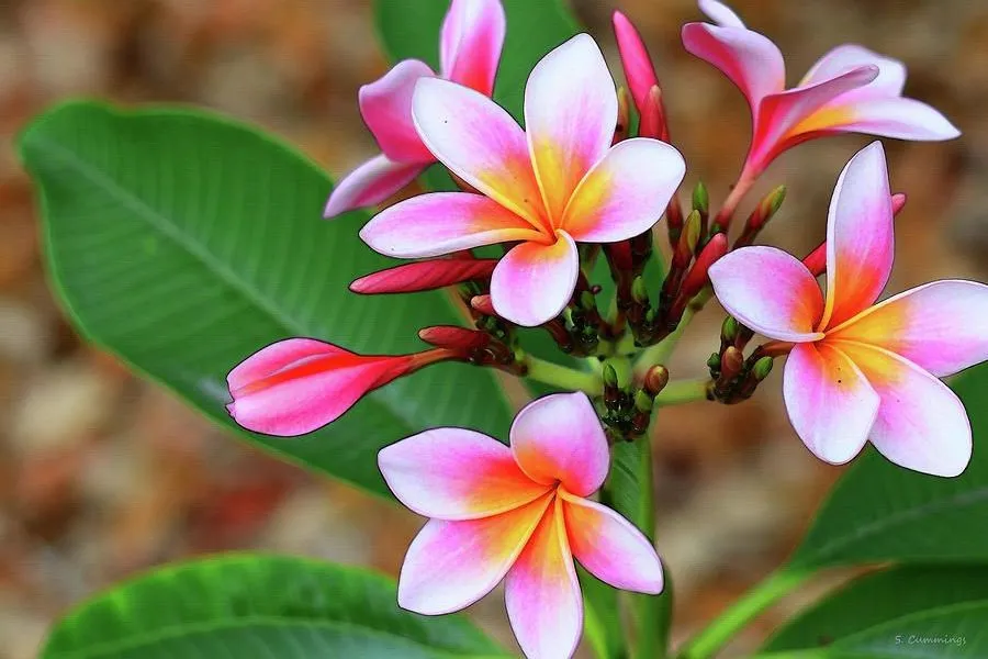 Hoa sứ tượng trưng cho may mắn, phú quý, giàu sang trong ngày Tết