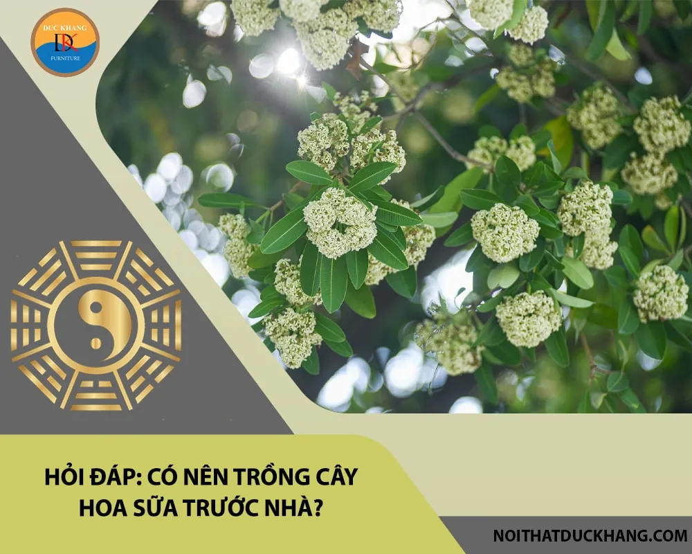 Hoa sữa nở rộ, cảnh quan cây hoa sữa trước nhà