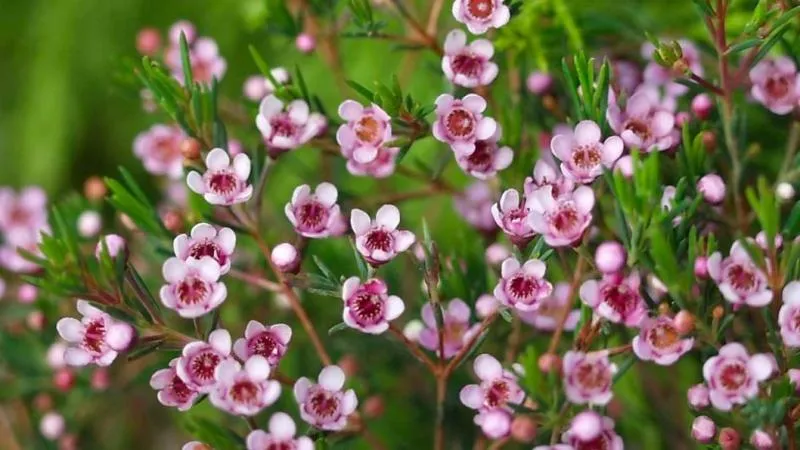 Hoa thanh liễu có nhiều màu sắc như hồng, trắng, vàng