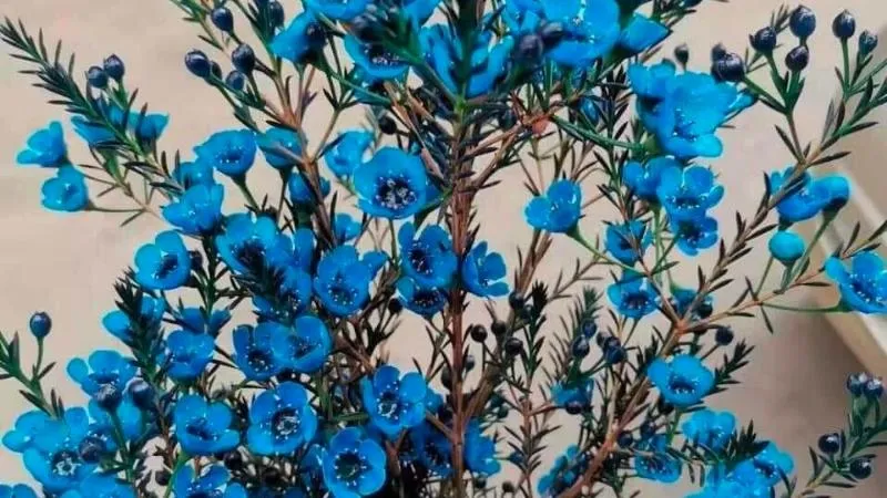 Hoa thanh liễu lạ mắt với cành lá kim và những bông hoa năm cánh nhỏ xinh