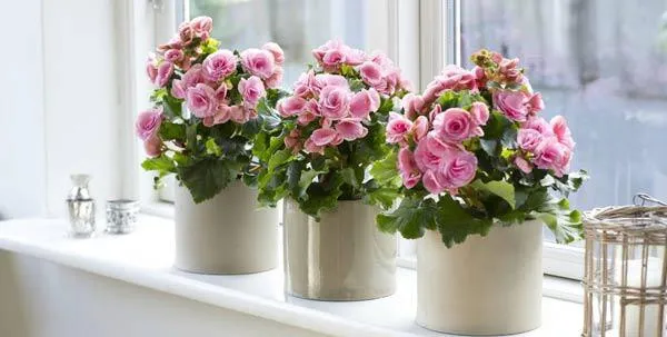 Hoa thu hải đường có lá xanh và hoa nở đỏ rực rỡ