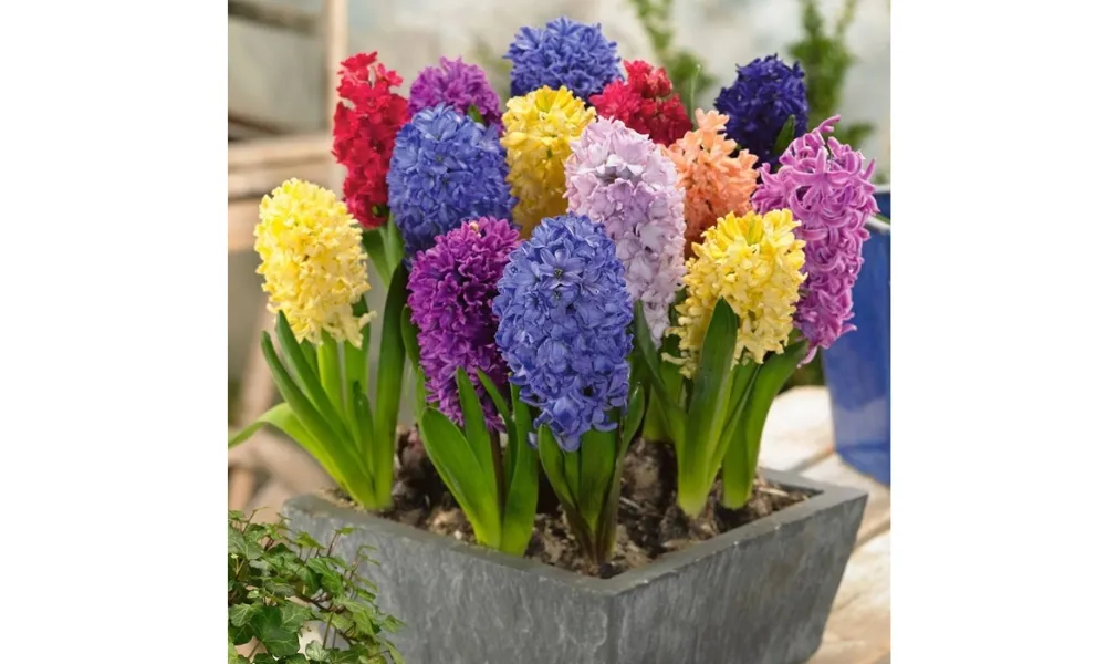 Hoa tiên ông có đa dạng màu sắc từ trắng phấn, xanh lam, tím, đến đỏ thẫm