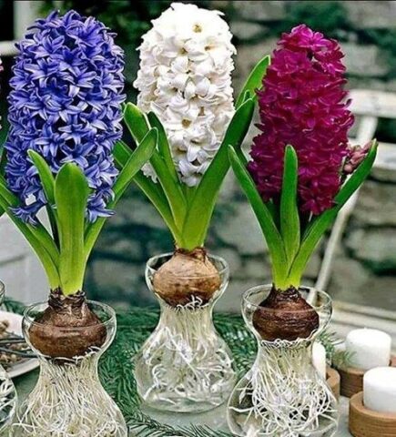 Cách Chăm Sóc Hoa Tiên Ông Toàn Diện: Hướng Dẫn Kỹ Thuật Trồng Và Ép Hoa