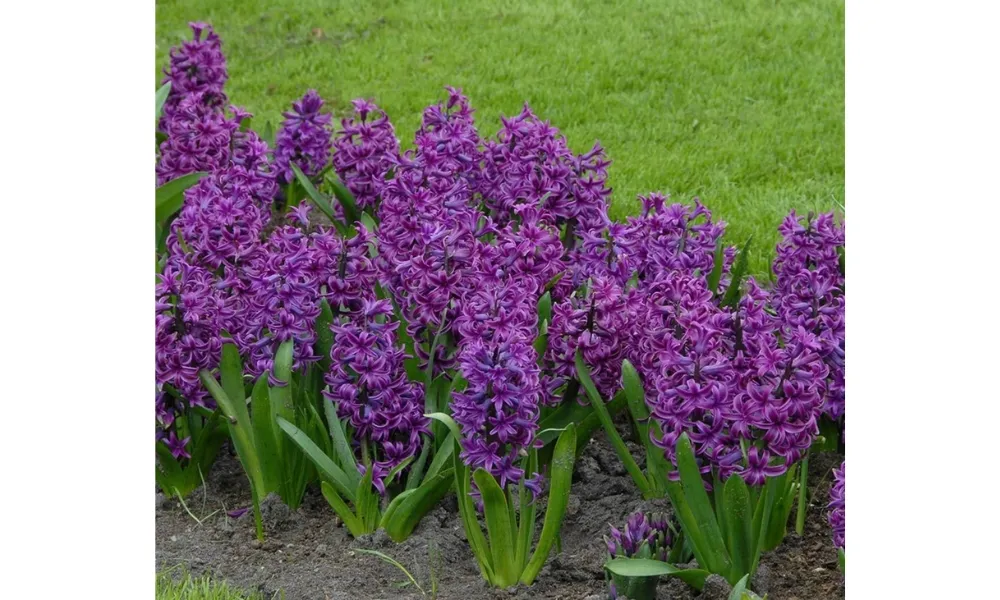 Hoa tiên ông tím tượng trưng cho sự may mắn, niềm vui và lòng biết ơn sâu sắc