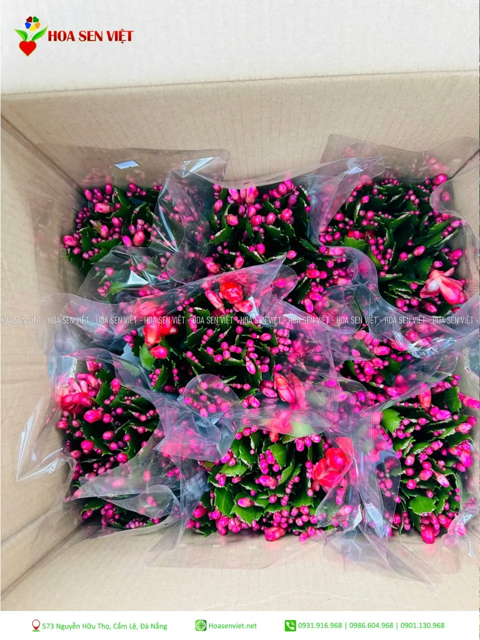 Hoa tiểu quỳnh với sắc hồng rực rỡ, vẻ ngoài mềm mại, duyên dáng, rất được yêu thích trong trang trí nội thất