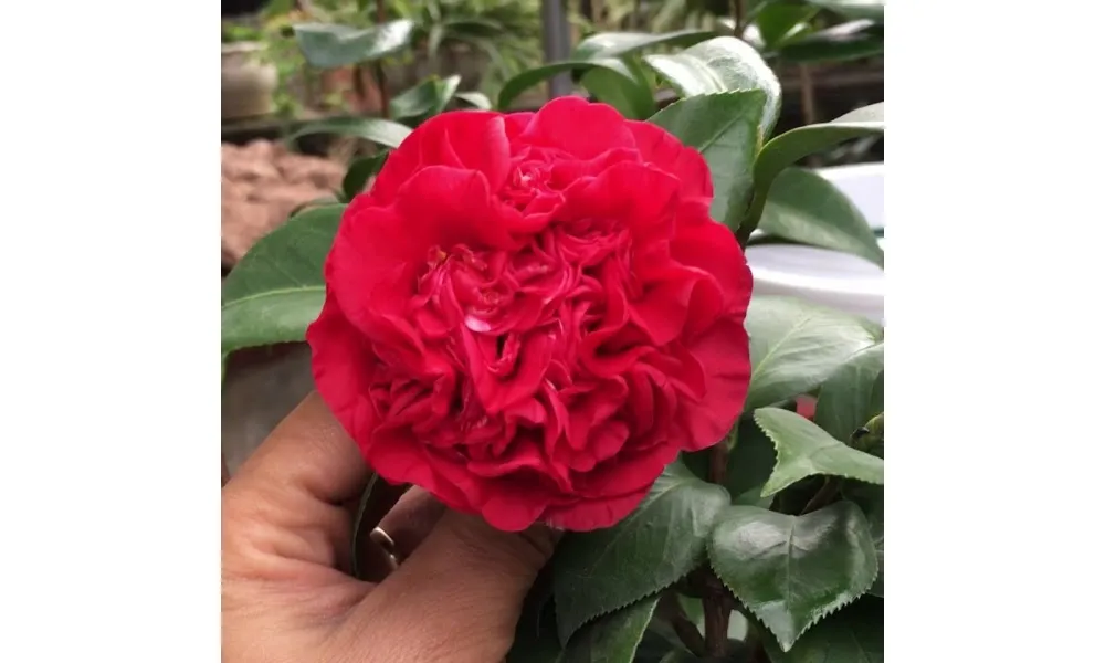 Hoa trà lựu với tạo hình cánh hoa kép độc đáo