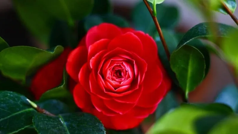 Hoa trà my đỏ mang ý nghĩa tài lộc và may mắn