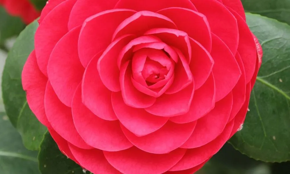 Hoa Trà My đỏ tượng trưng cho tình yêu mãnh liệt và may mắn