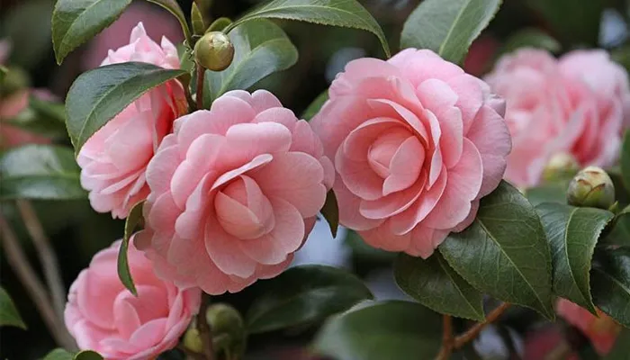 Hoa trà my được trưng bày trong ngày Tết ở Việt Nam