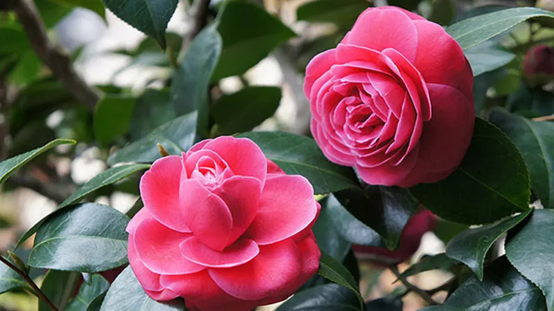 Hoa trà my khoe sắc hồng