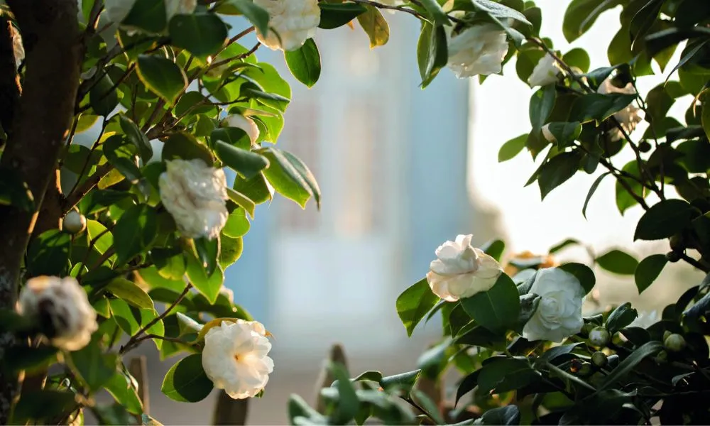 Hoa trà my sau khi nở rộ có thể duy trì vẻ đẹp khoảng hai tuần