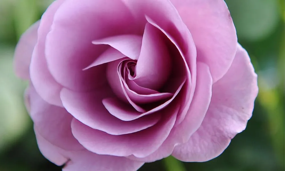 Hoa Trà My tím mang ý nghĩa thủy chung và quyền quý