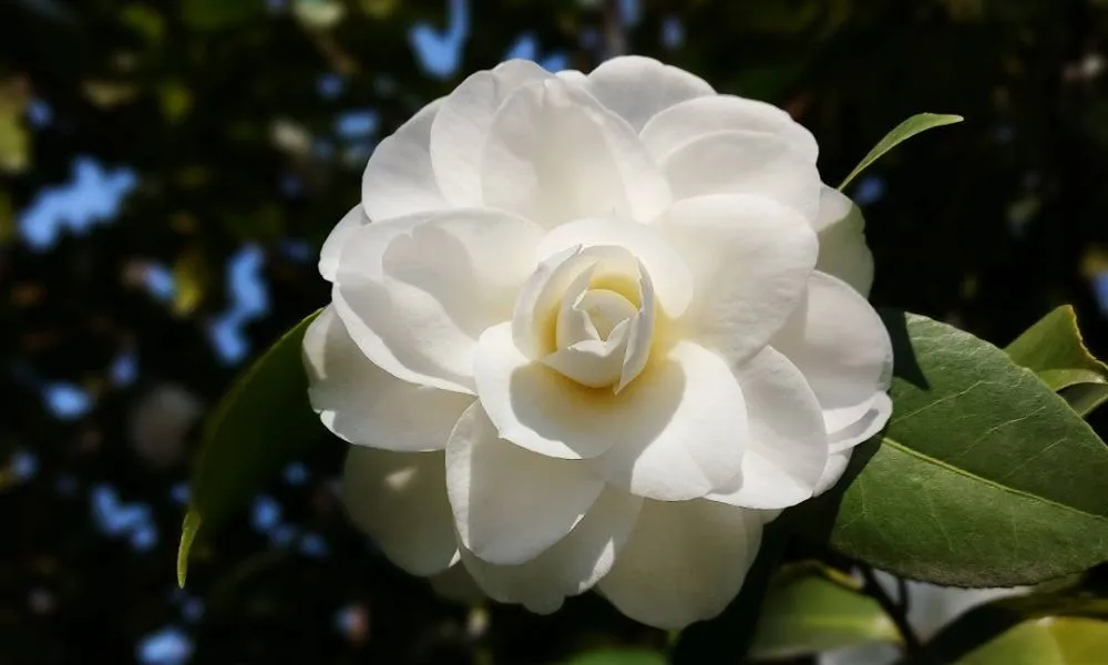 Hoa Trà My trắng tượng trưng cho vẻ đẹp thuần khiết