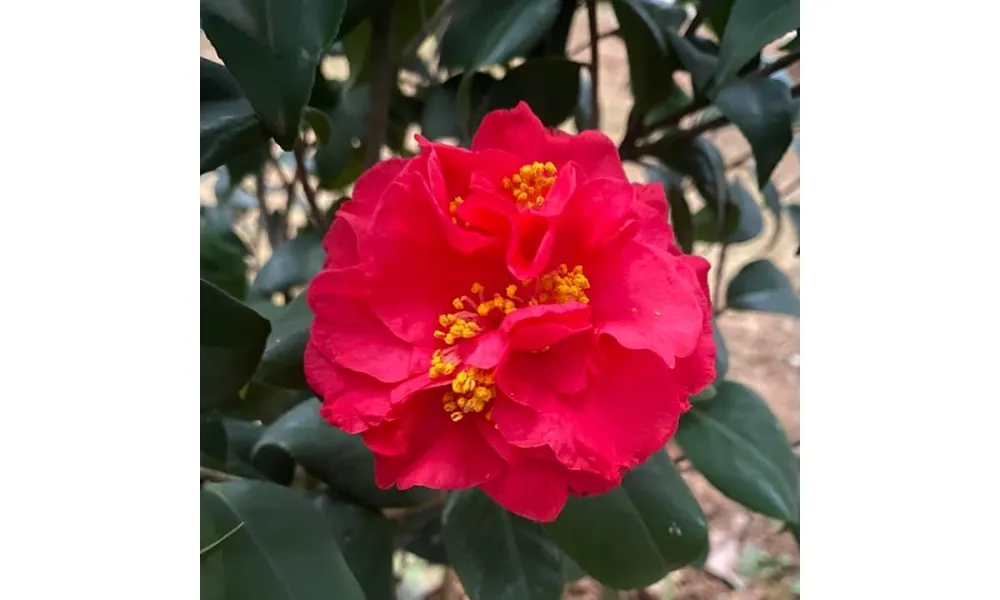 Hoa trà thâm (bát diện) có màu đỏ thẫm, với tám lớp cánh xếp chồng lên nhau độc đáo