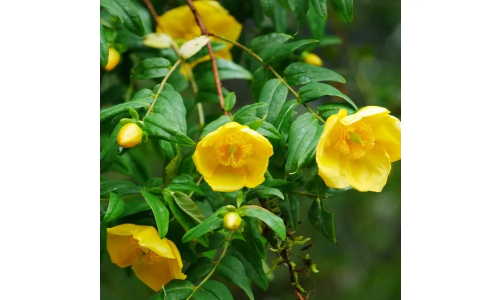 Hoa trà vàng với màu sắc đặc trưng thể hiện lòng biết ơn